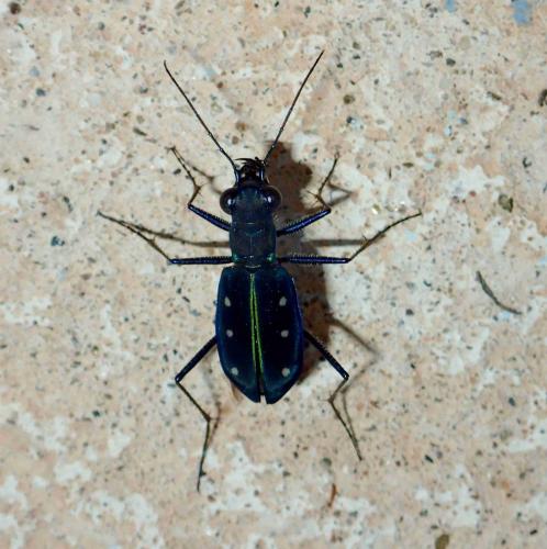 Réf. 274 799 : Calochroa flavomaculata